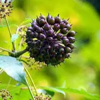 Sugar Defender ingredient-1